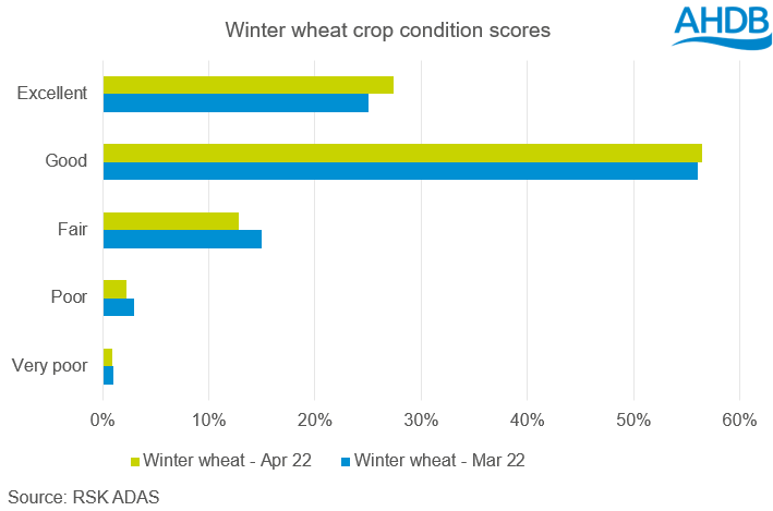 Winter wheat crop conditions